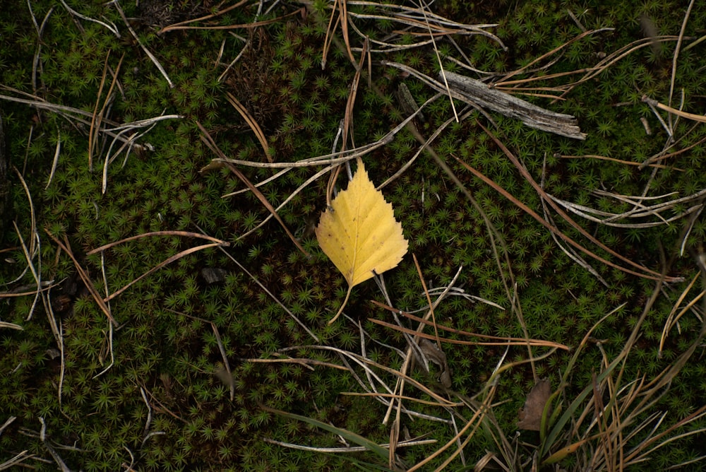 a single yellow leaf laying on the ground