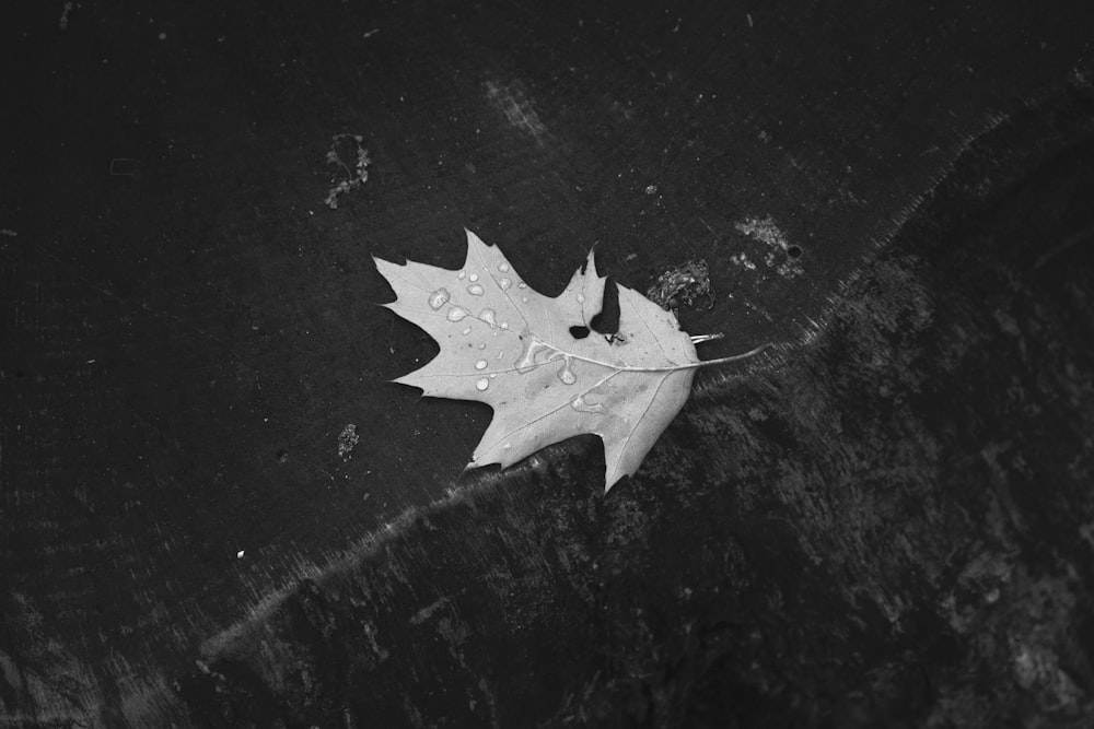 a leaf that is laying on the ground