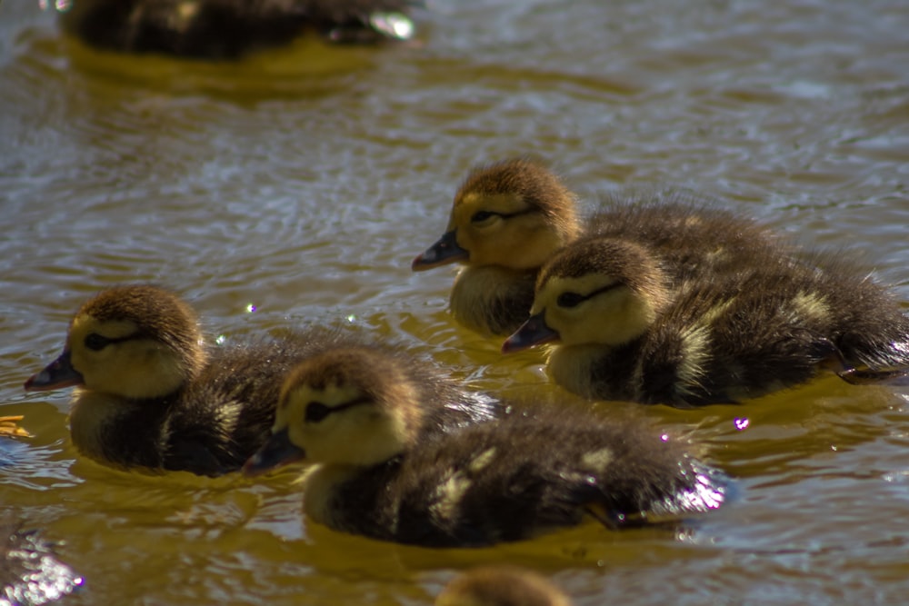 a group of ducks floating on top of a body of water