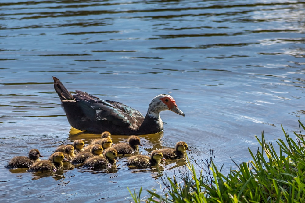 Una madre pato con sus patitos en el agua