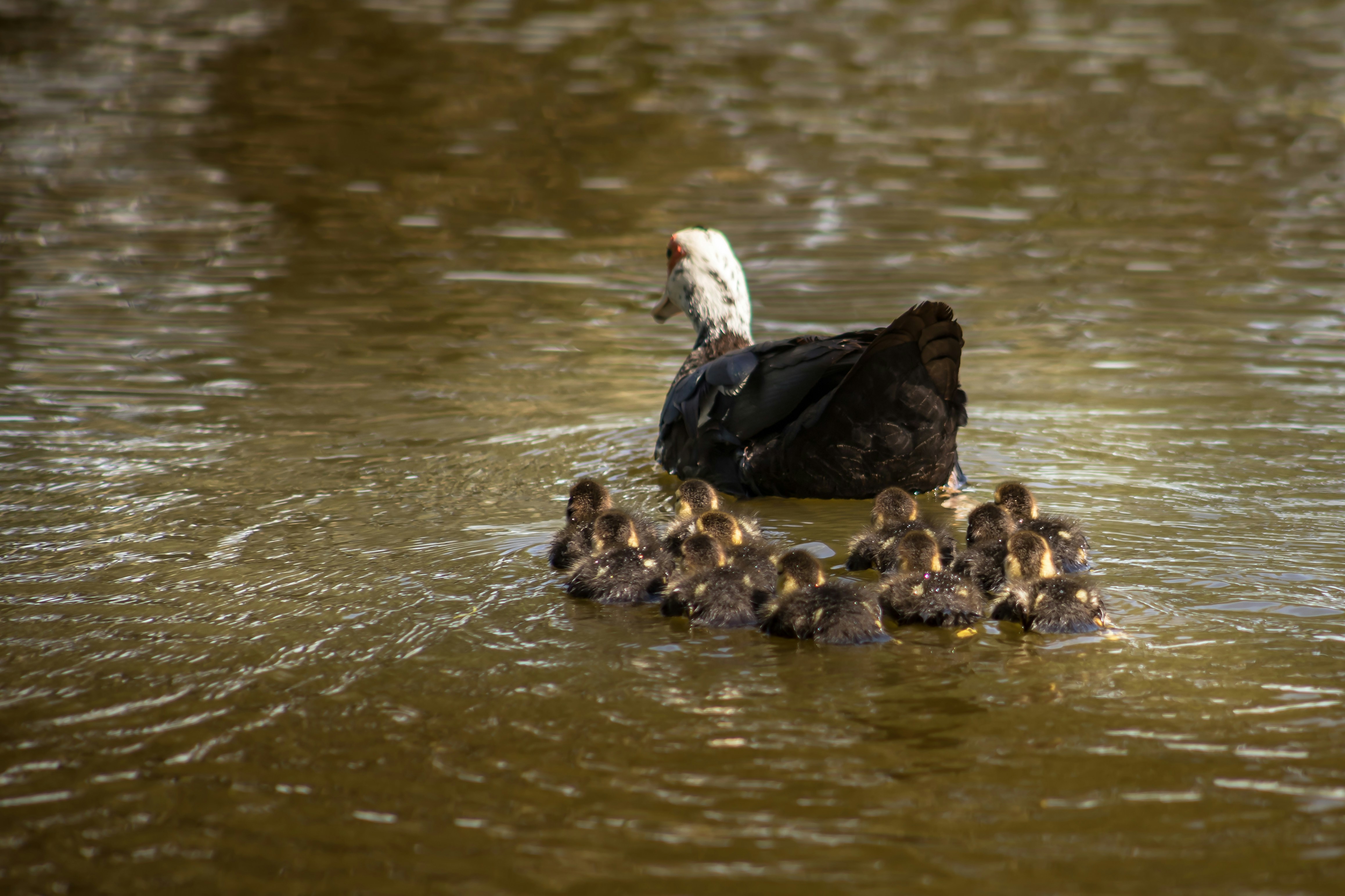 Flock of ducks on water