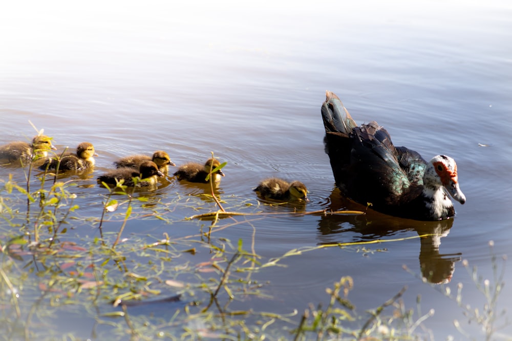 a mother duck with her ducklings swimming in a pond