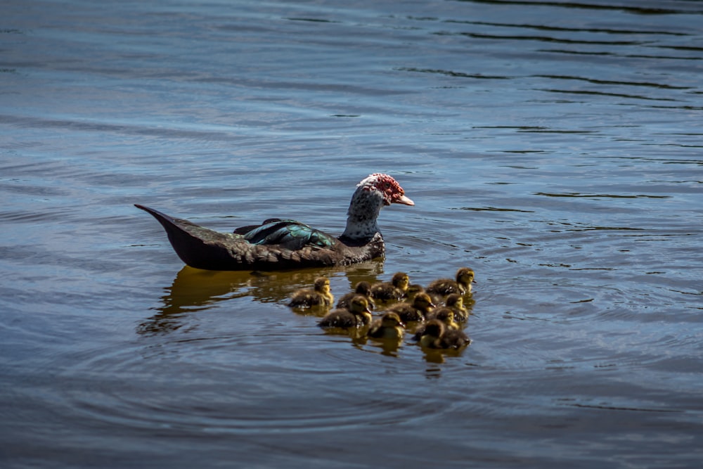 a mother duck with her ducklings in the water