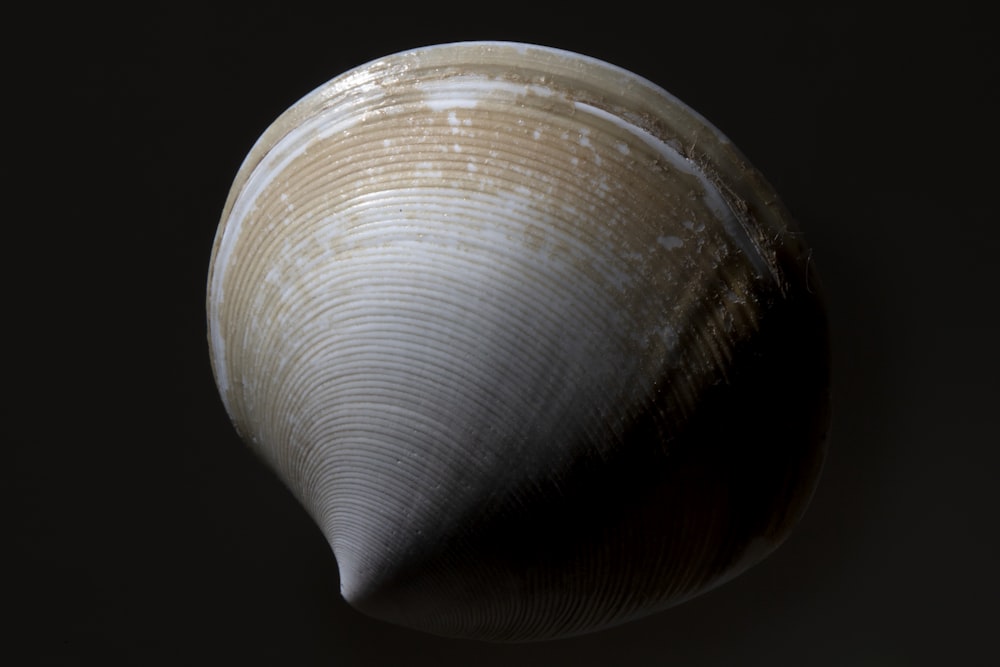 a close up of a shell on a black background