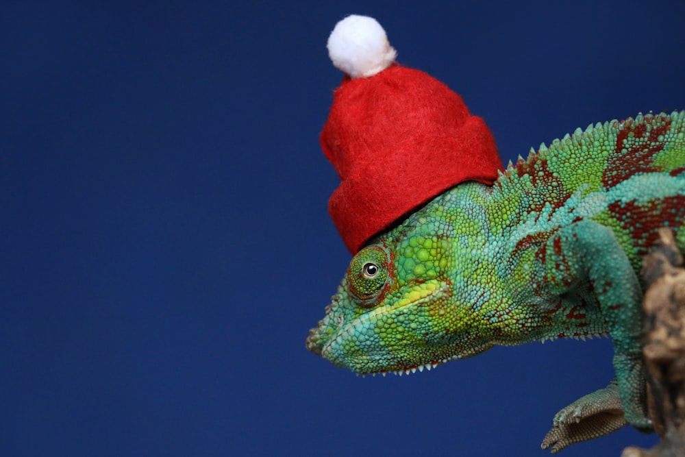 a green chamelon wearing a red santa hat