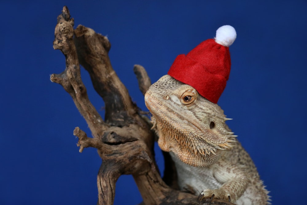 um lagarto barbudo usando um chapéu de Papai Noel vermelho