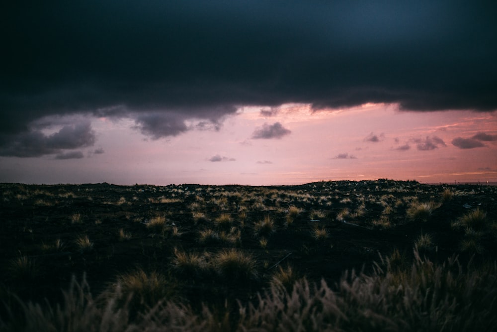 a field with grass and bushes under a cloudy sky