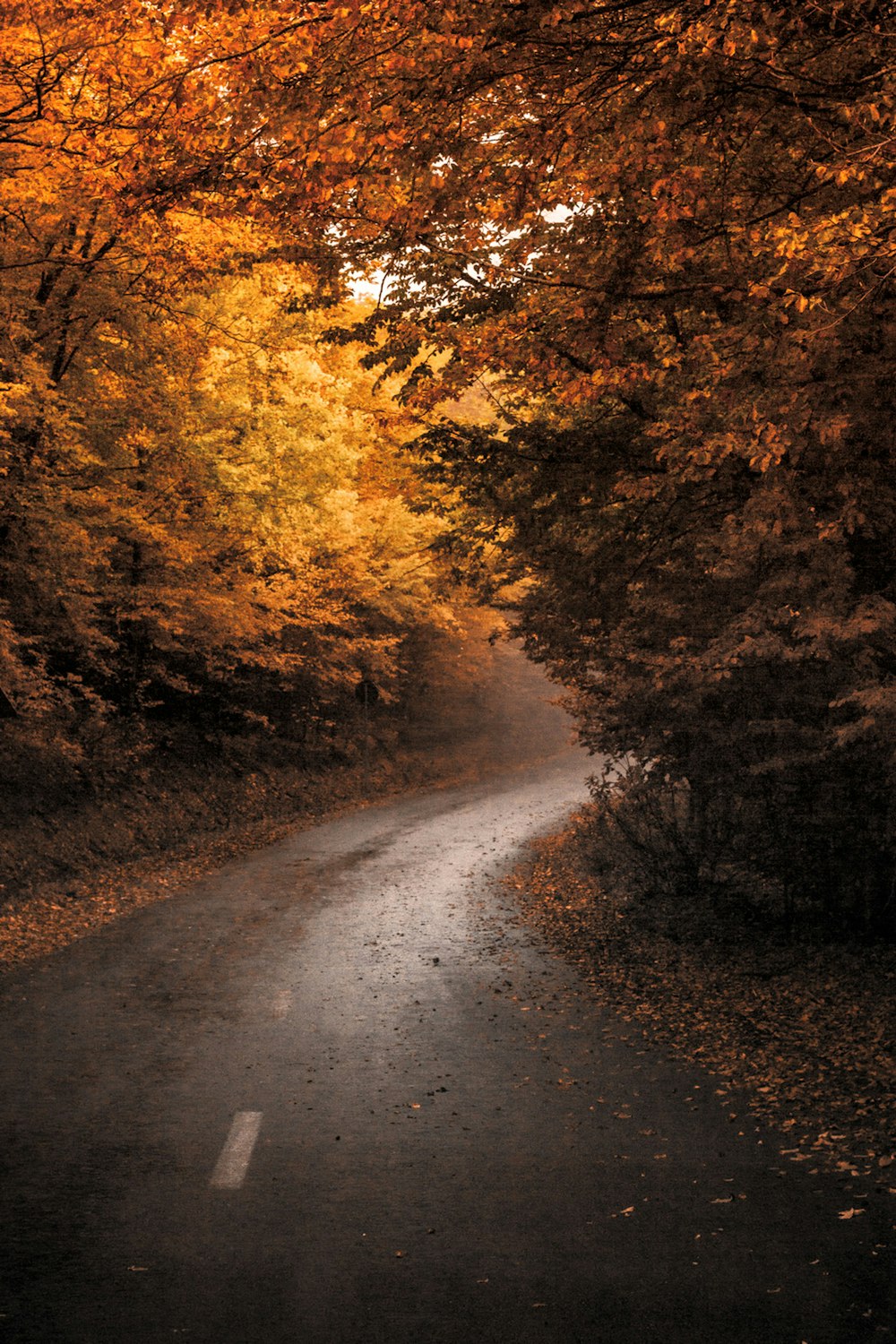 a road surrounded by trees in the fall