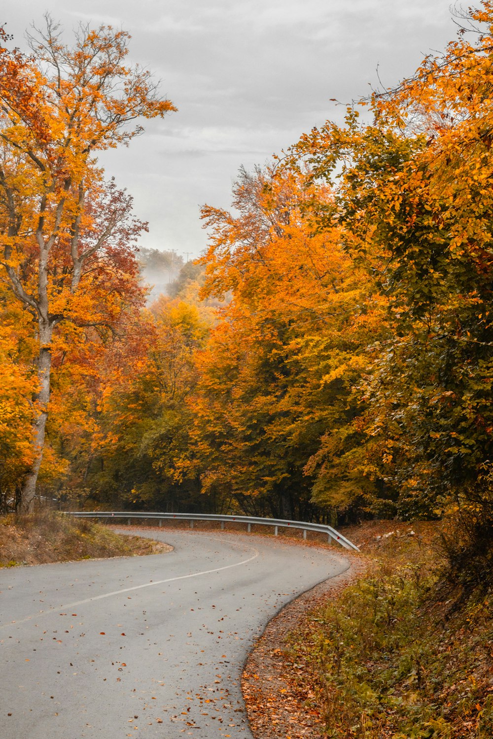 a winding road surrounded by trees in the fall