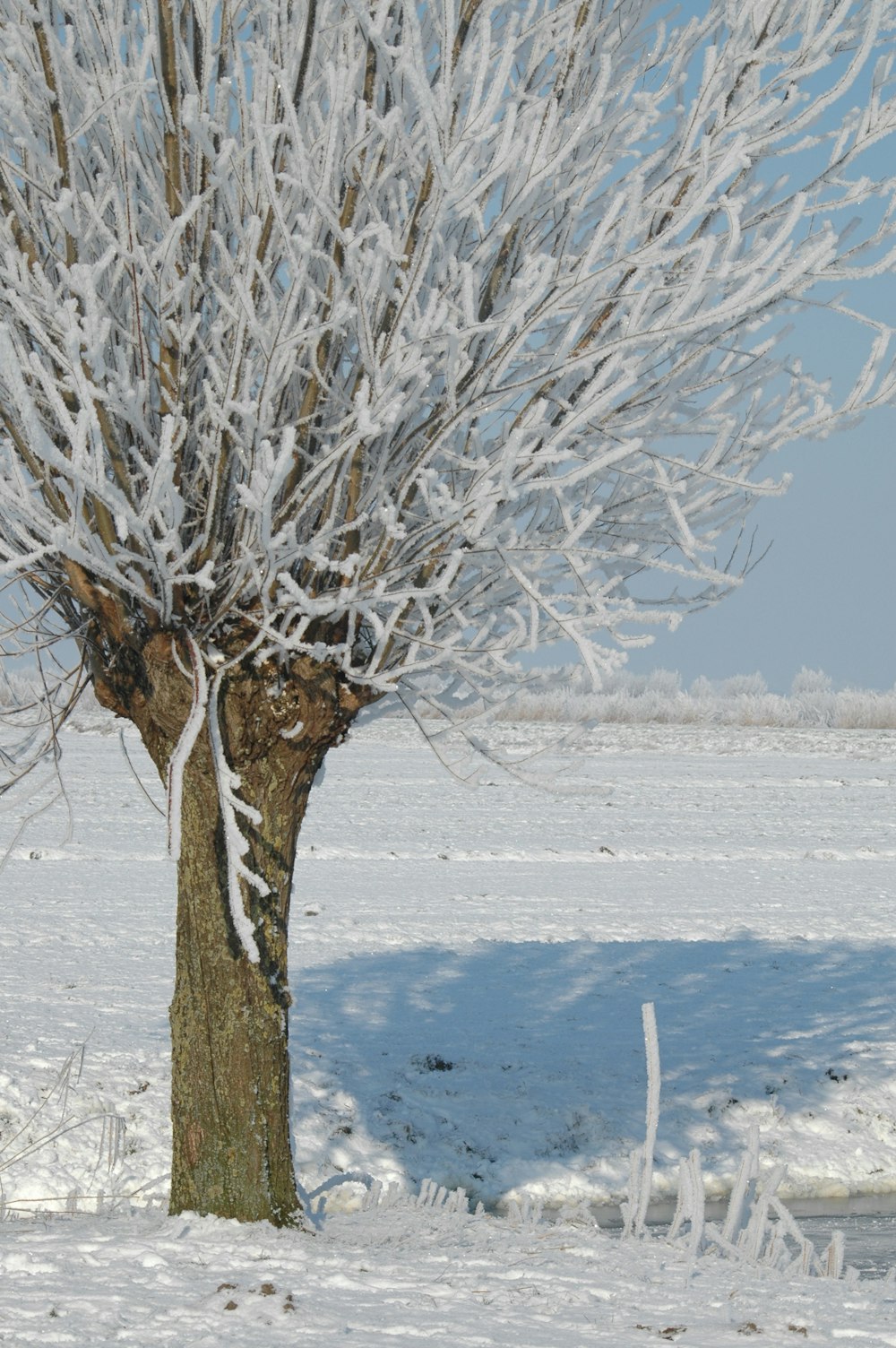 a snow covered tree in the middle of a snowy field