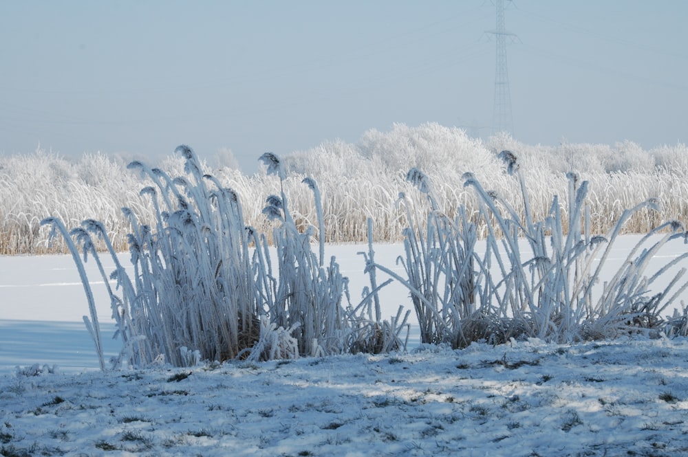 a snow covered field with tall grass in the foreground