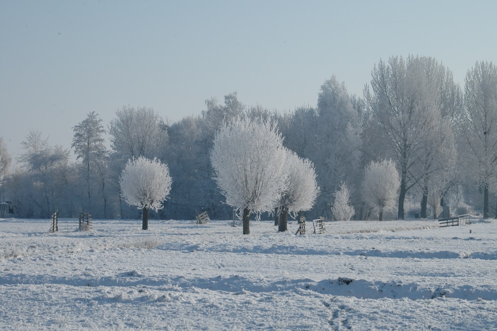 Un campo cubierto de nieve con árboles al fondo