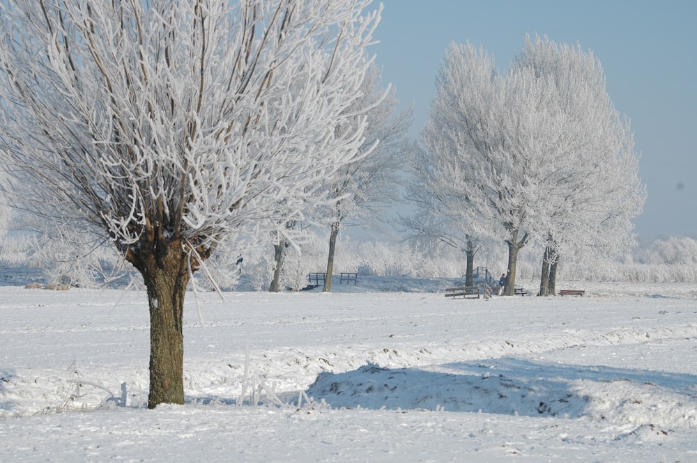 a snow covered field with trees and a bench