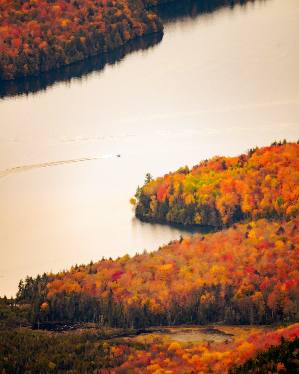 a body of water surrounded by lots of trees