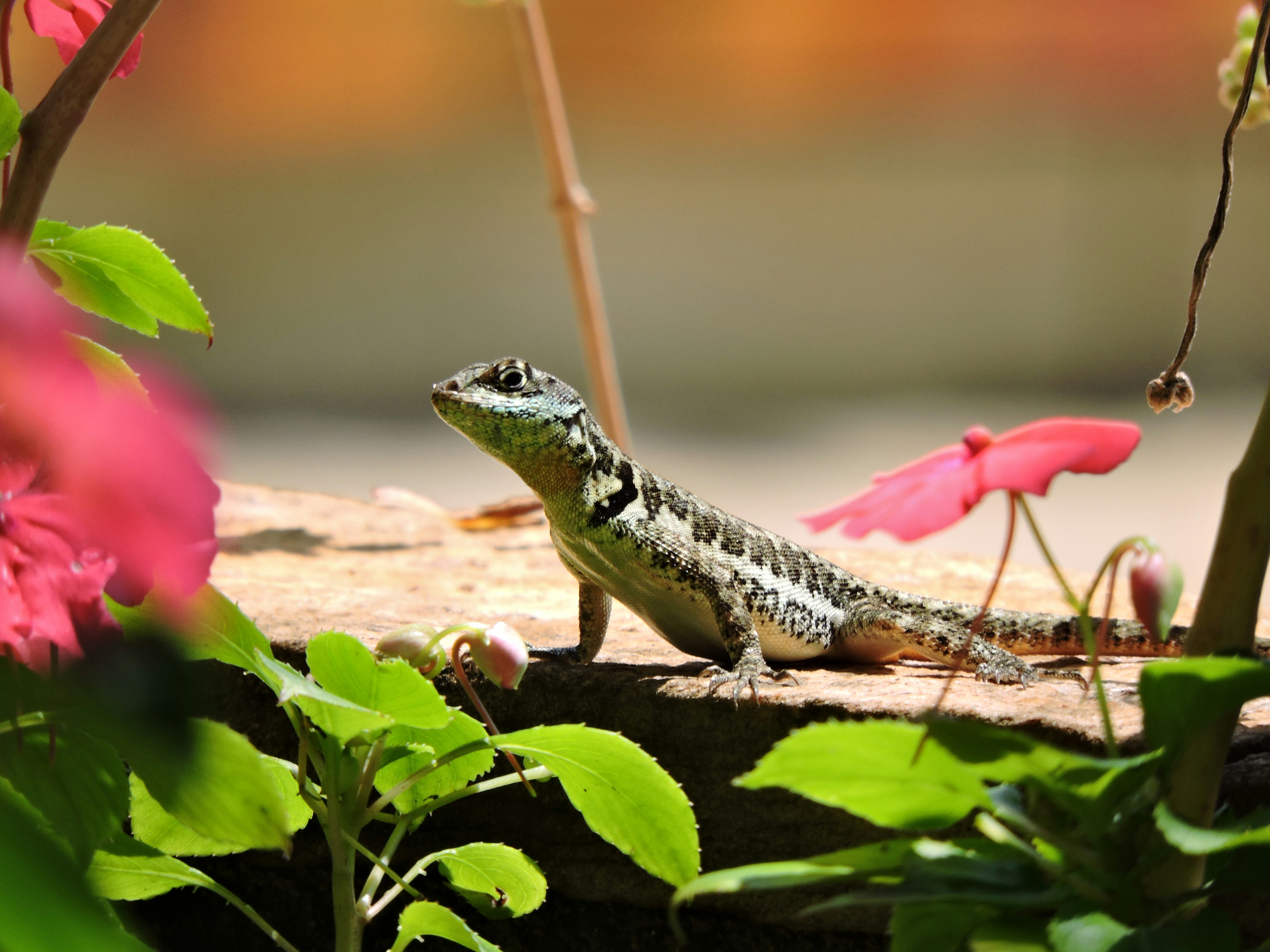 a lizard sitting on a rock in a garden
