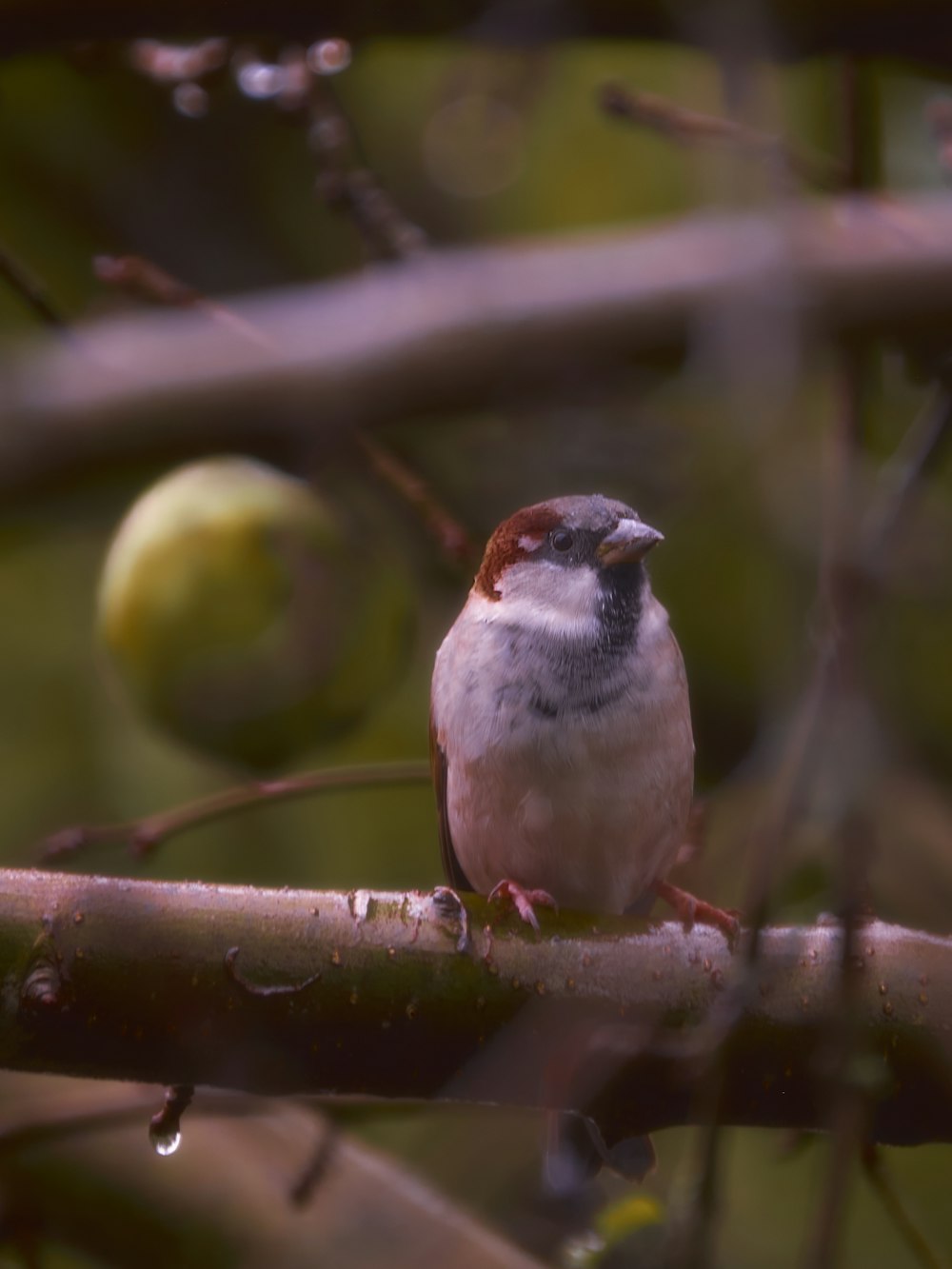 a small bird perched on a tree branch