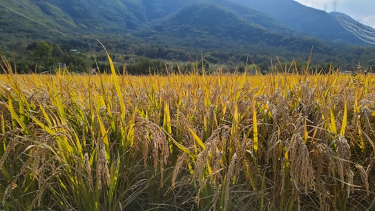 A vast field of ripe rice plants stretches across the foreground, with the golden grains hanging heavily from the stalks. In the background, lush green hills rise under a clear blue sky. The sunlight casts a warm glow over the scene, enhancing the vibrant colors of the landscape.