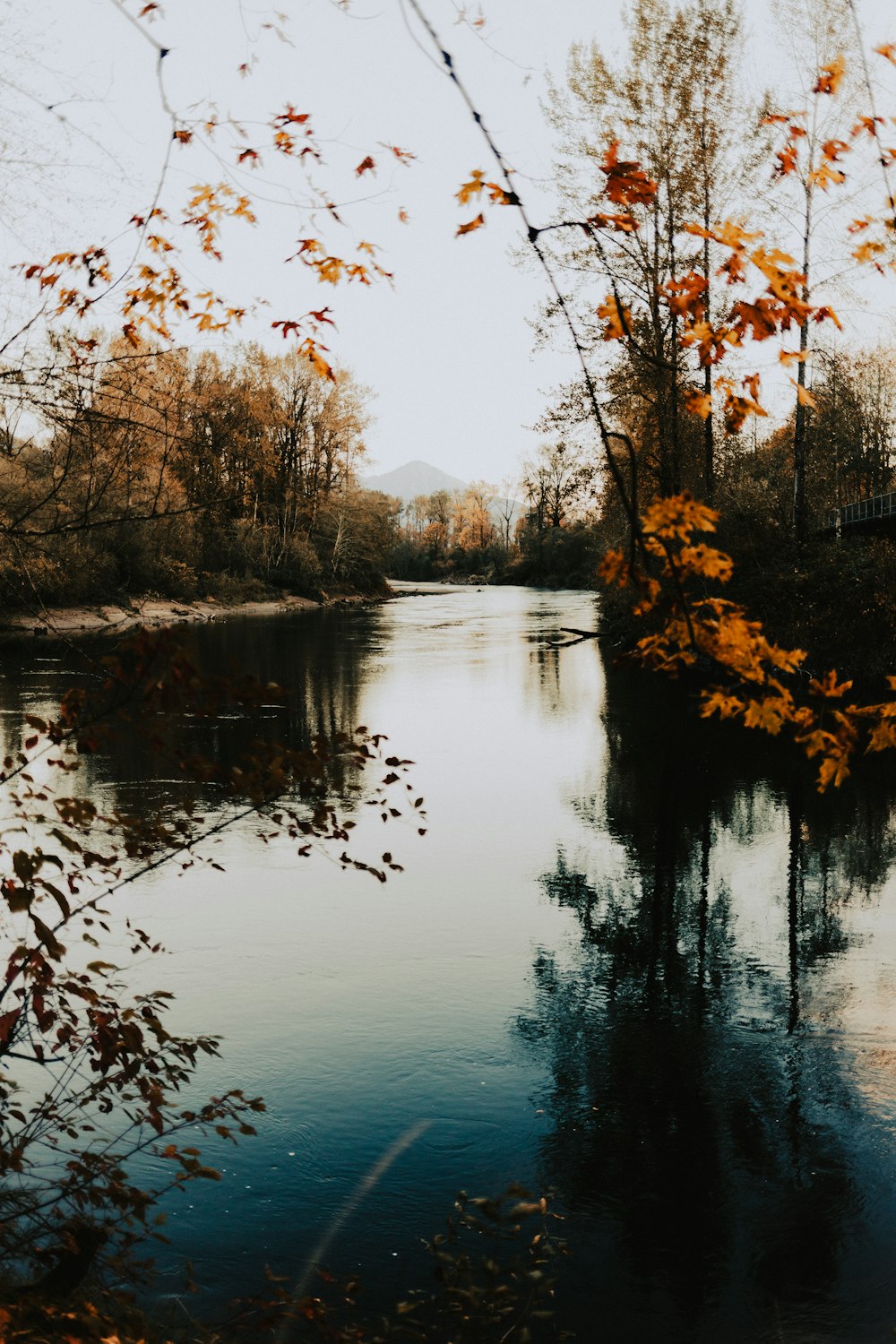 a body of water surrounded by trees and leaves