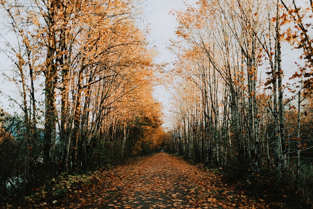 a dirt road surrounded by lots of trees