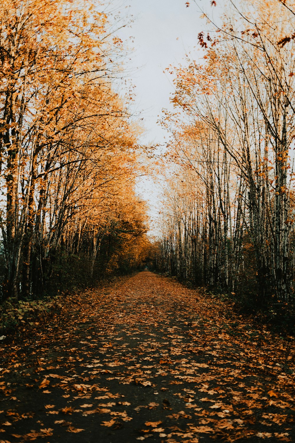 a dirt road surrounded by trees with yellow leaves