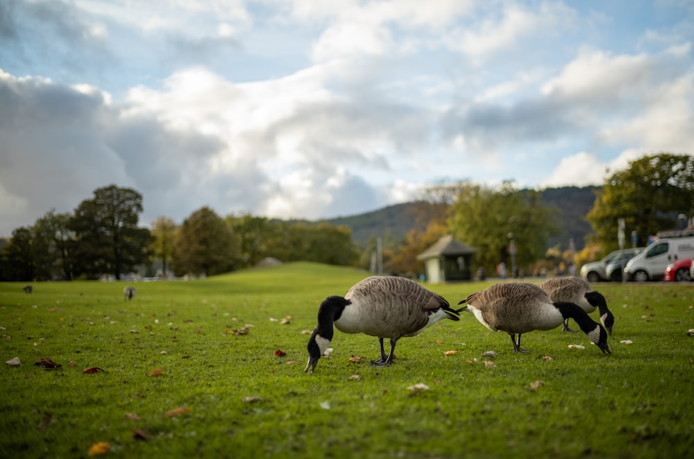 a couple of birds standing on top of a lush green field