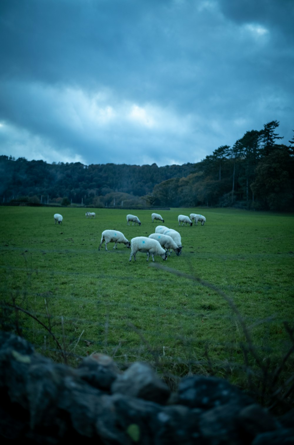 a herd of sheep grazing on a lush green field