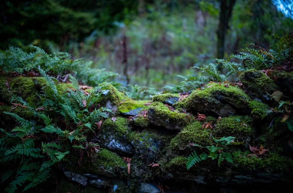 a moss covered rock in a forest with trees in the background