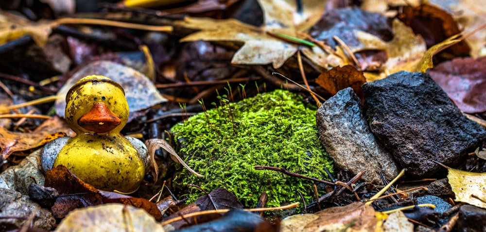 a rubber duck sitting on top of a pile of leaves