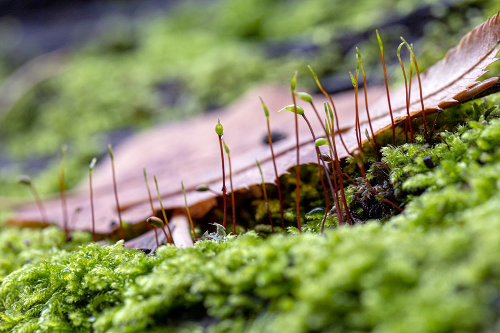 a close up of moss growing on a wooden surface