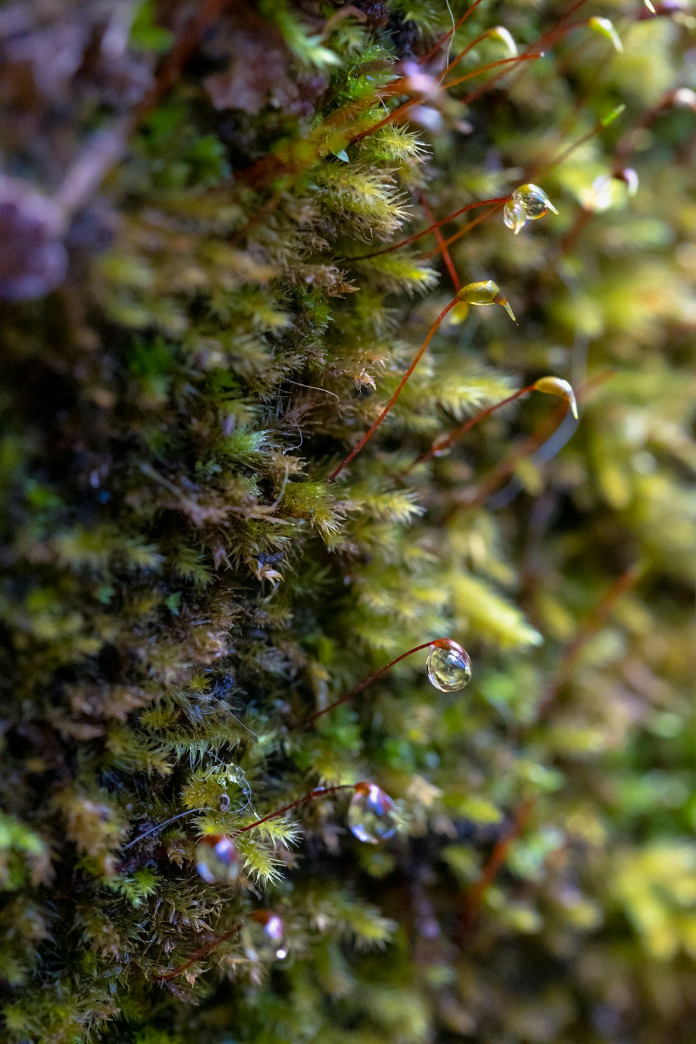 a close up of a moss covered wall