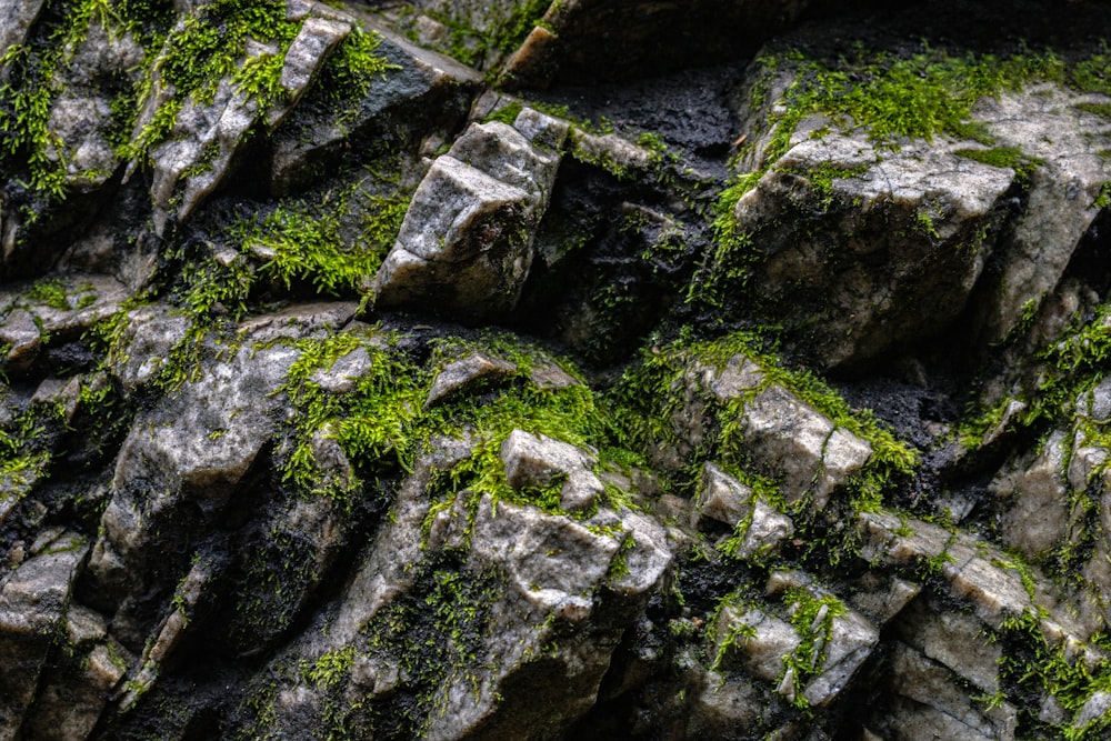 Green moss growing on a rock wall photo – Free Moss Image on Unsplash