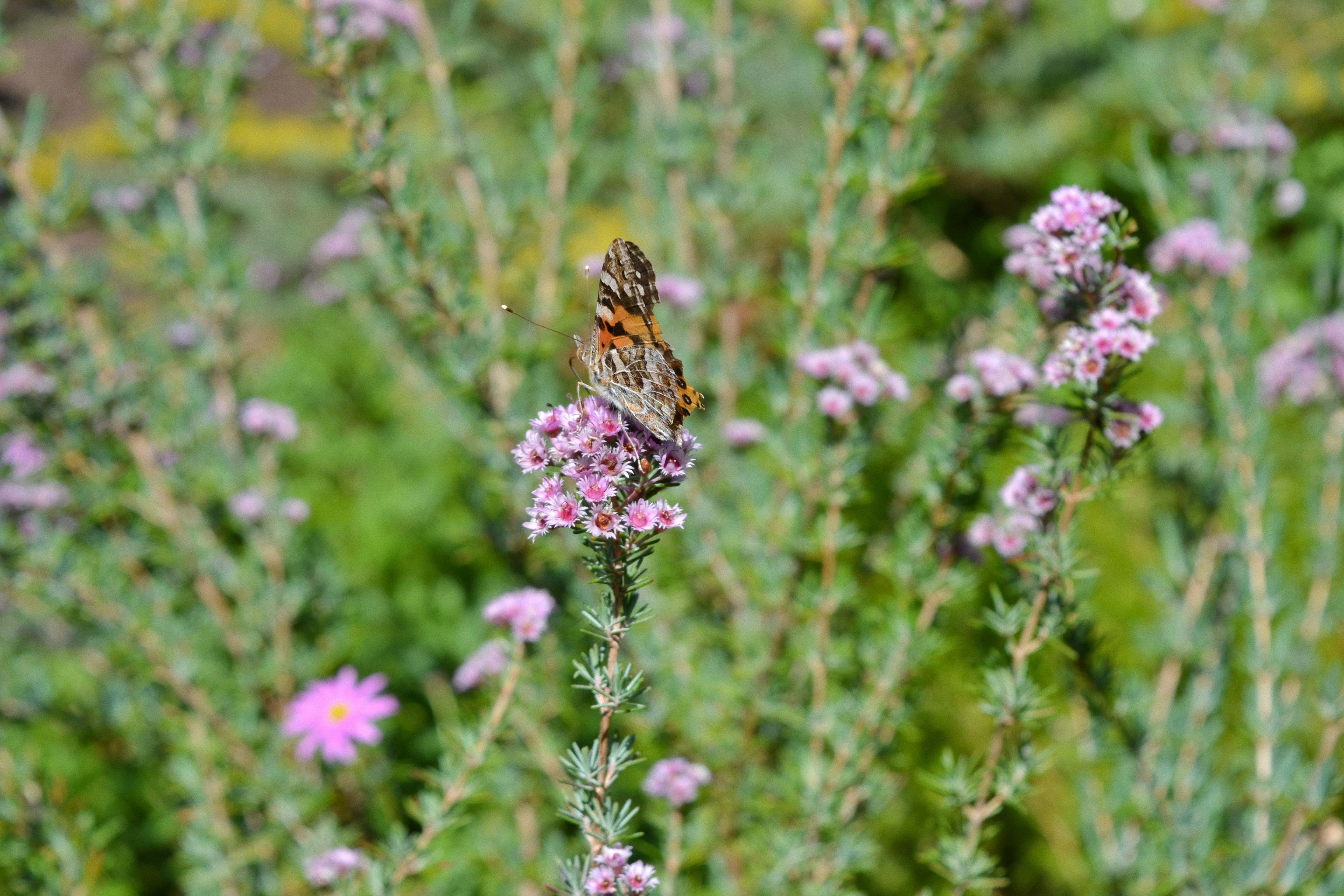 a butterfly sitting on top of a purple flower