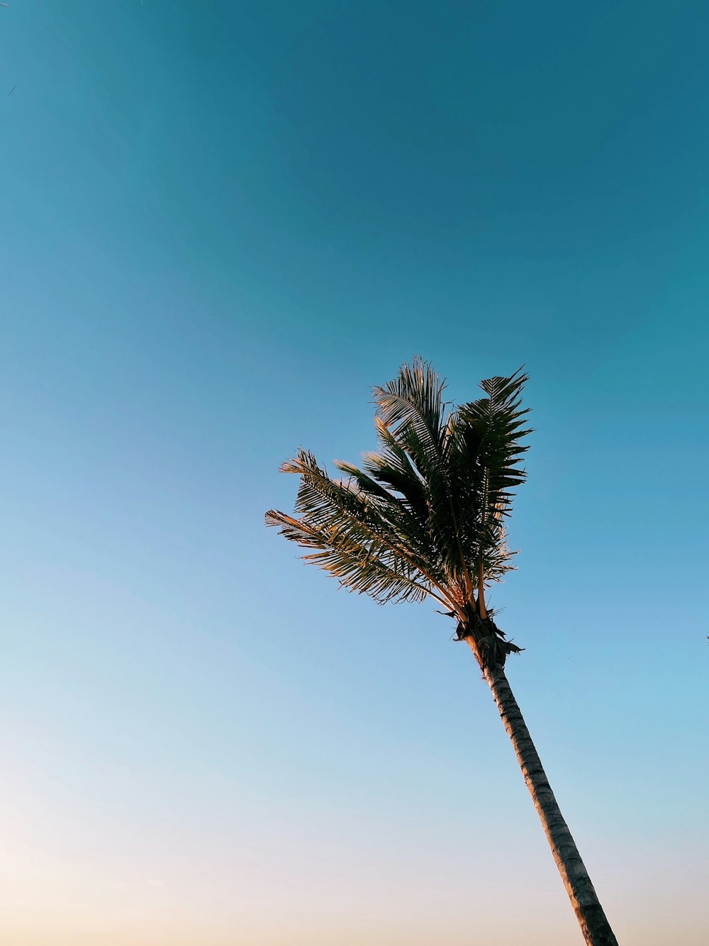 a palm tree is blowing in the wind