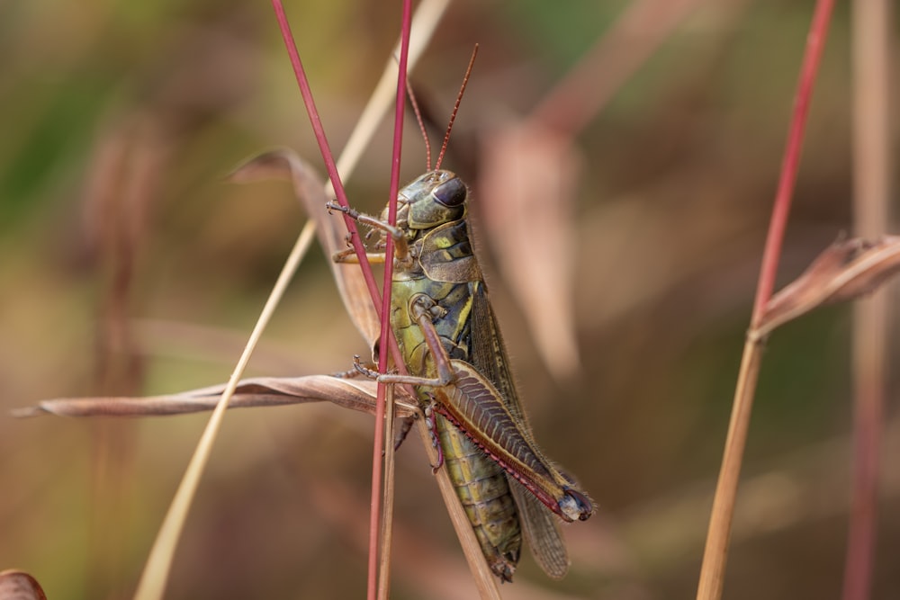 a close up of a grasshopper on a plant