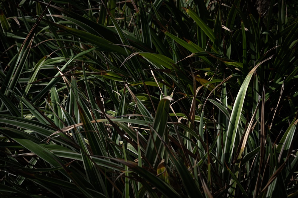 a close up of a bunch of green plants