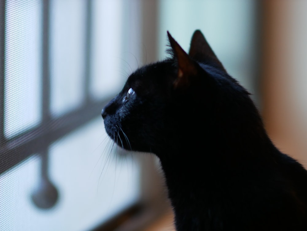 a close up of a cat looking out a window