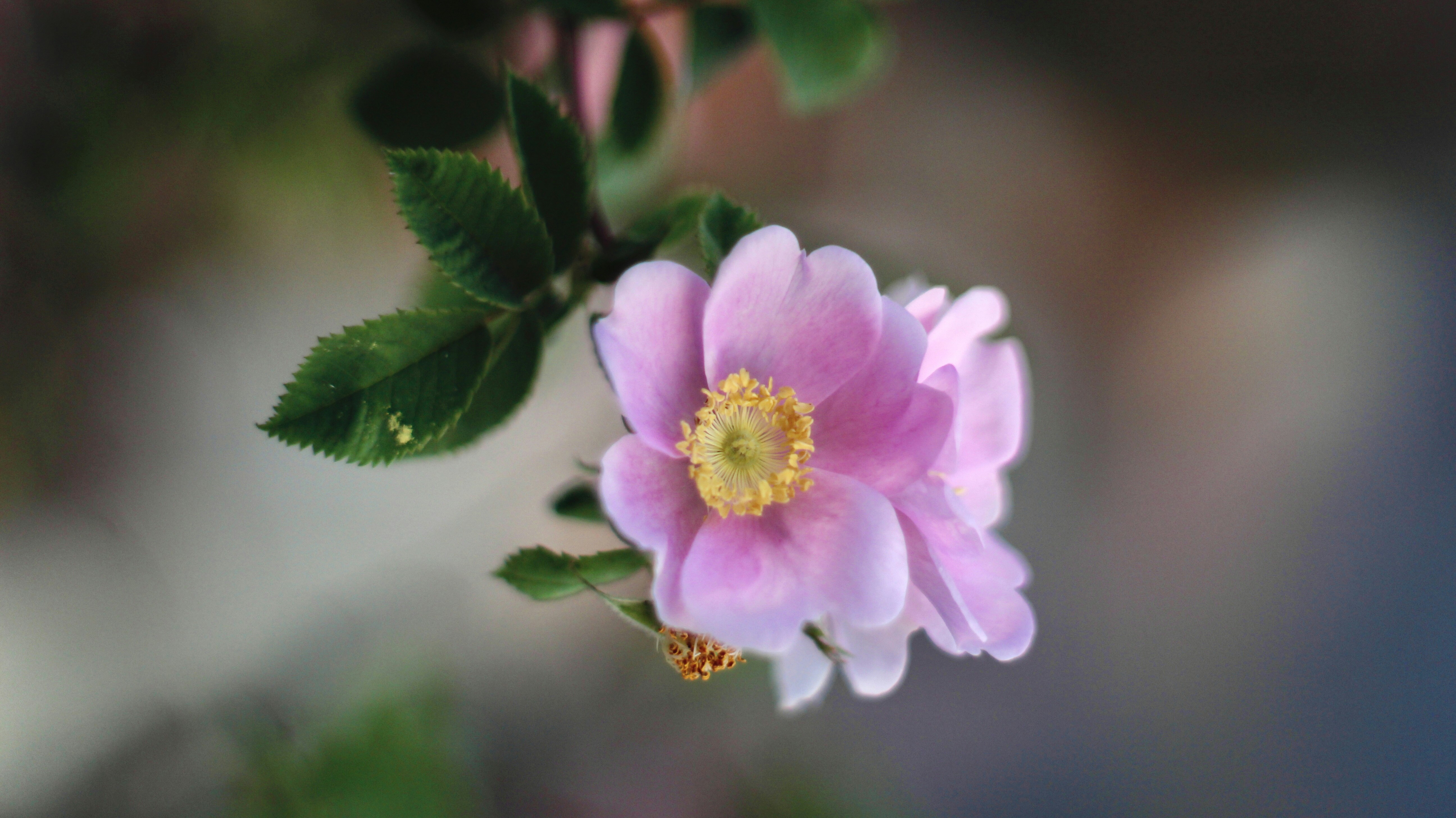 Photo by burntmacbook