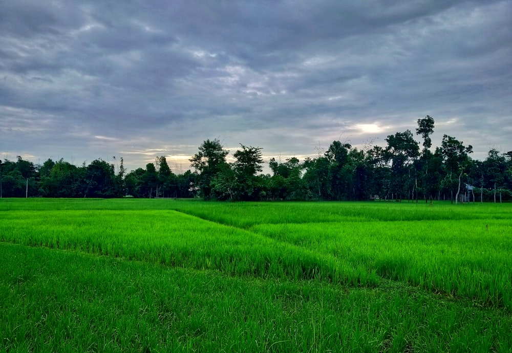 Un campo verde lussureggiante sotto un cielo nuvoloso