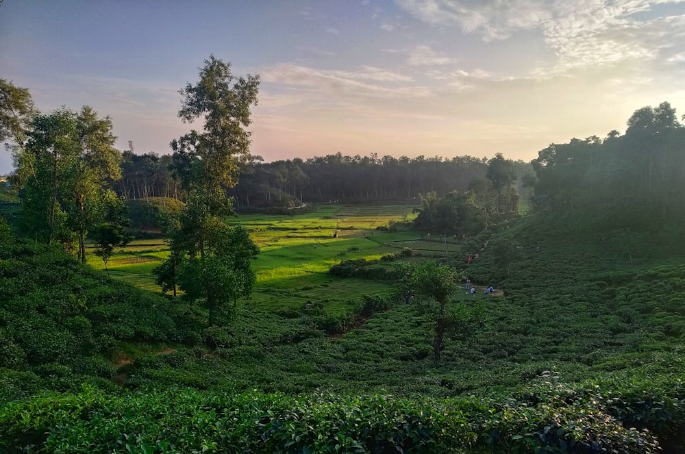 a lush green field surrounded by trees and bushes