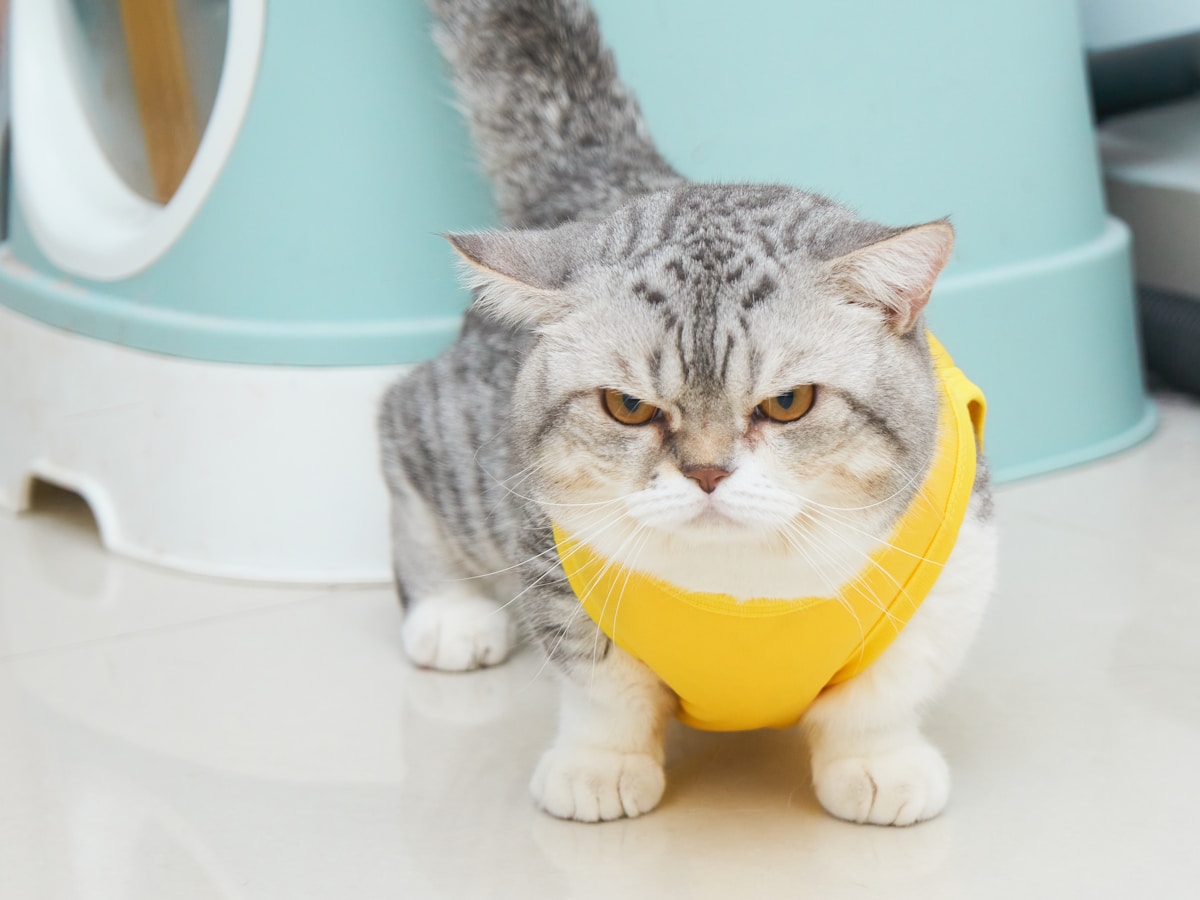 Erreurs de pipi de chat sur le tapis : attention à l’acide hypochloreux