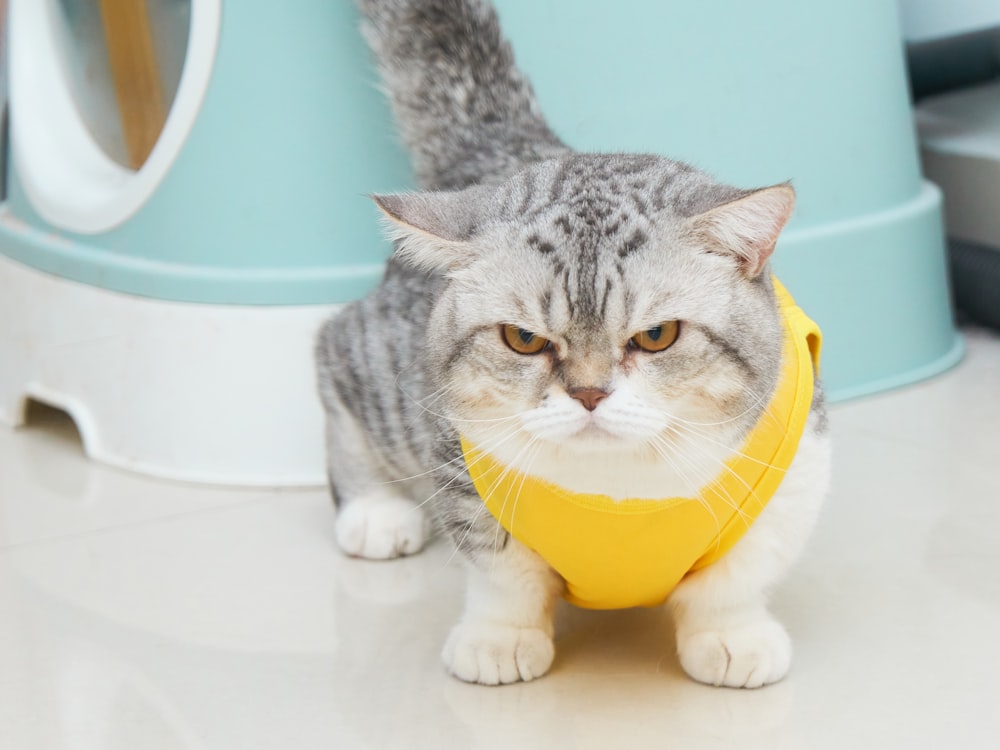 a gray and white cat wearing a yellow collar