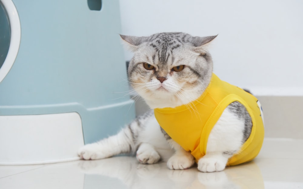 a gray and white cat wearing a yellow vest