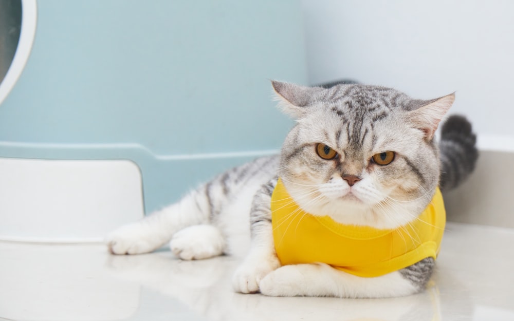 a gray and white cat wearing a yellow bandana