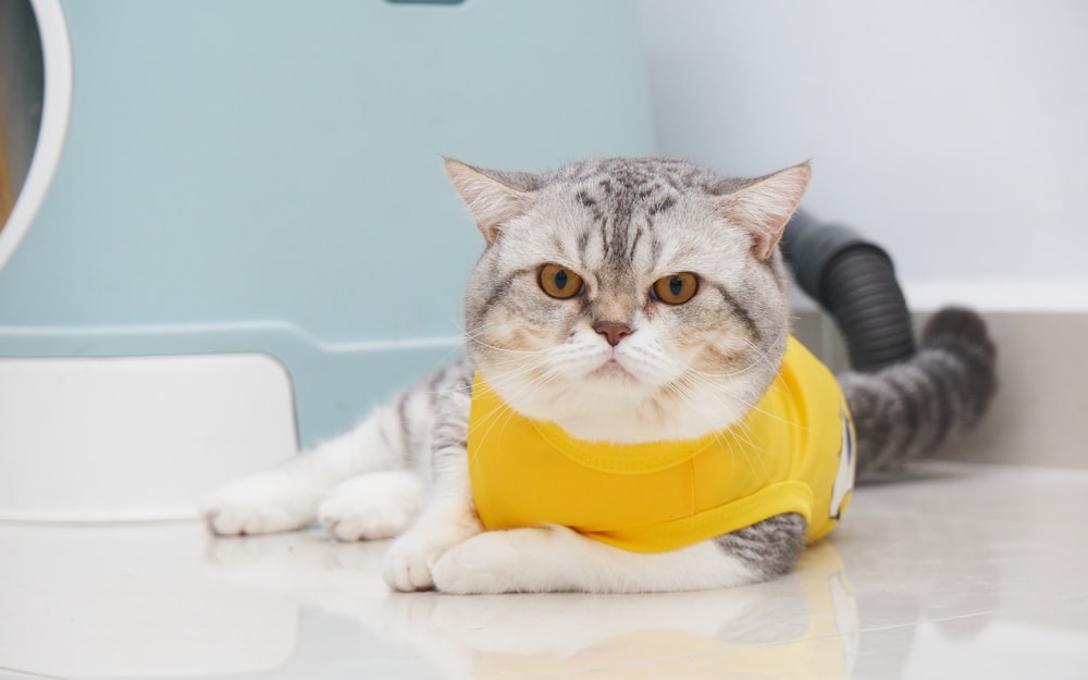 a gray and white cat wearing a yellow shirt