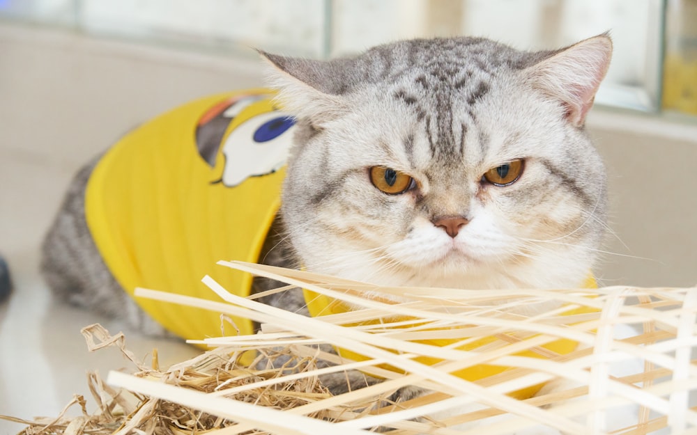 Eine Katze im gelben Hemd schaut in die Kamera