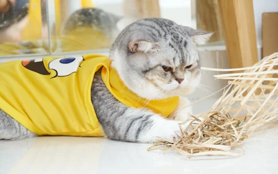 Un gato con una camisa amarilla mirando un montón de heno