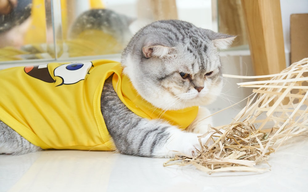a cat wearing a yellow shirt and looking at a pile of hay
