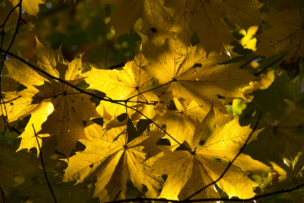 a close up of yellow leaves on a tree