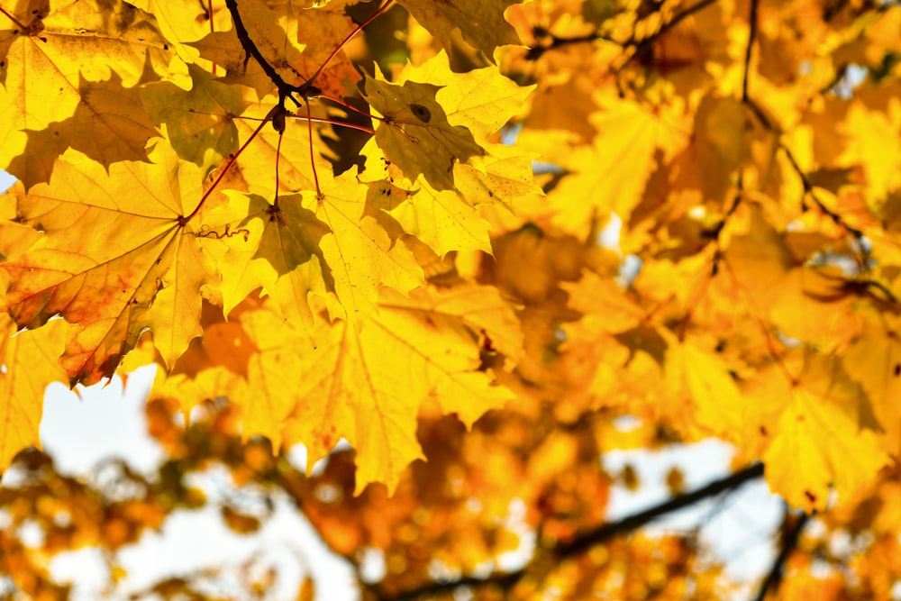 a close up of a tree with yellow leaves