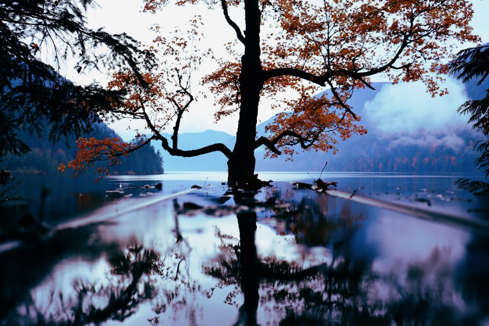 a tree is reflected in the still water of a lake